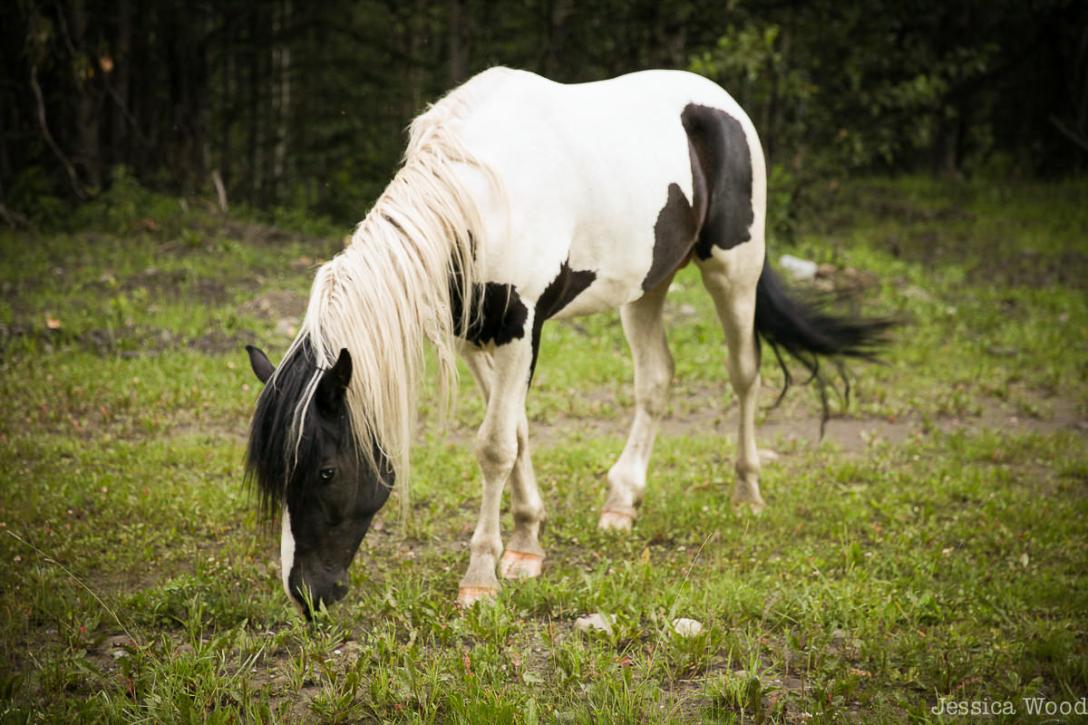 Wild Horse, Moberly, BC