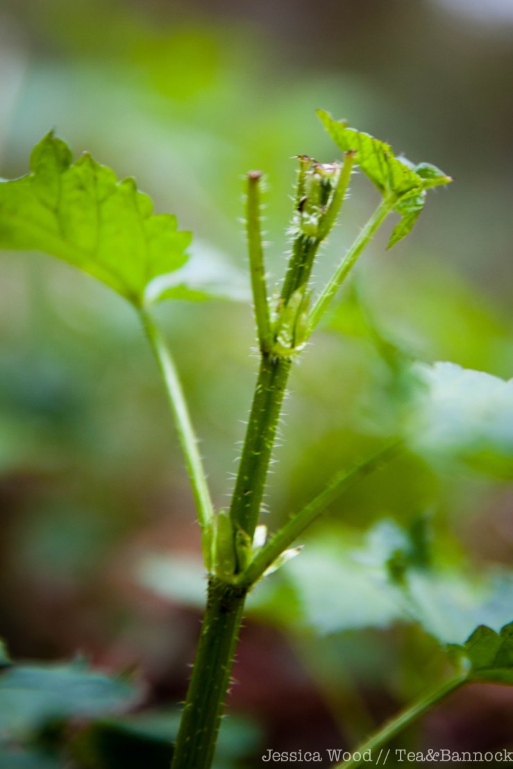 Poorly harvested Sdeti/ Stinging Nettle