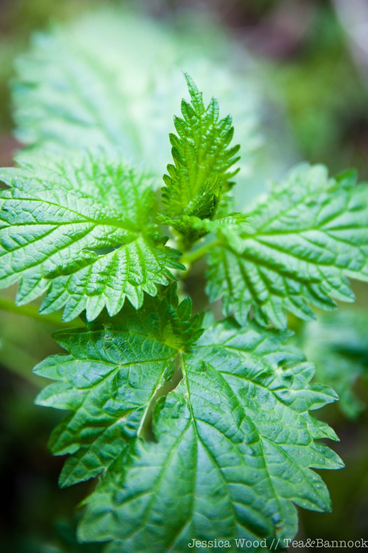 Sdeti/ Stinging Nettle Top