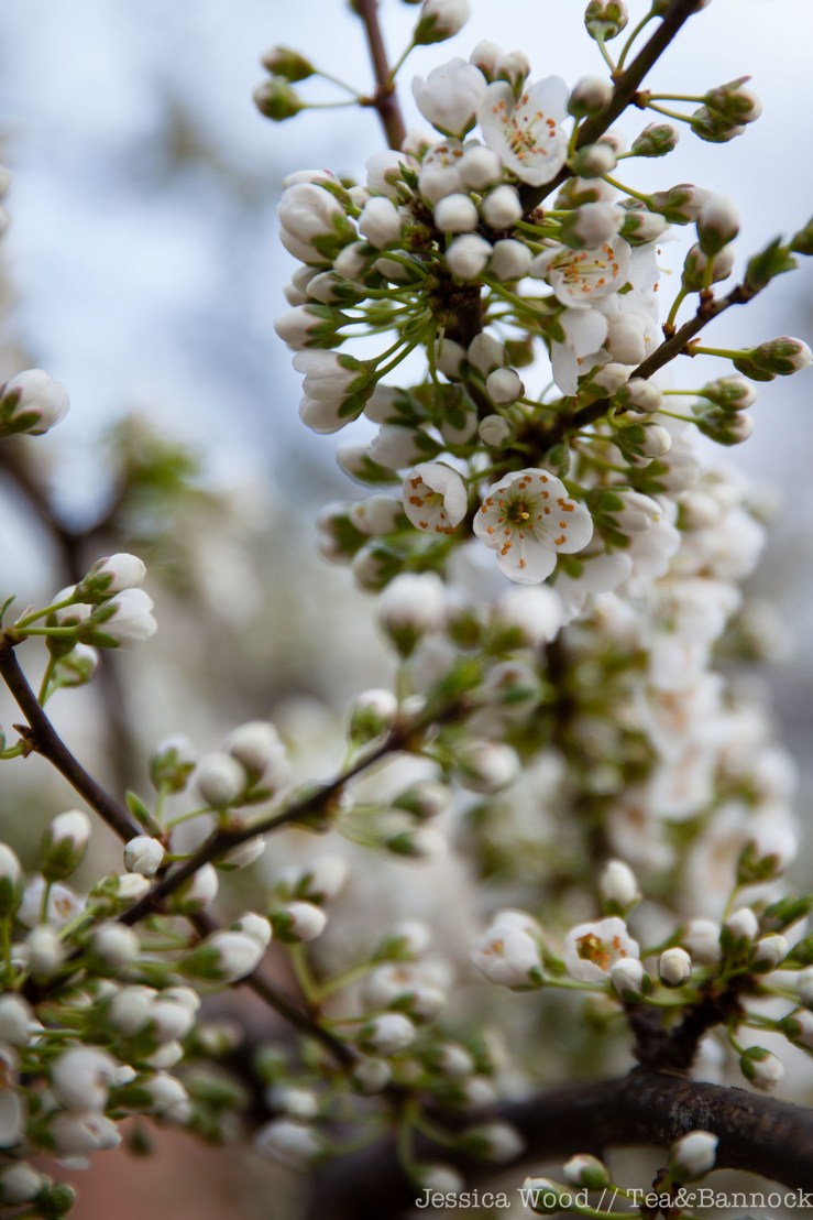 Yellow Plum Blossom by Jessica Wood