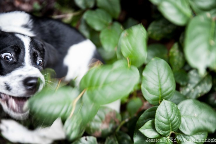 Smudge-Eats-Salal-by-Jessica-Wood