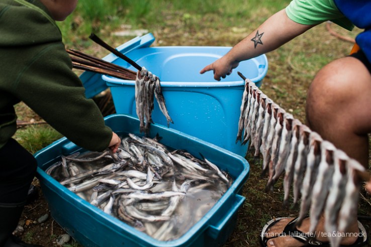 Last Spring I asked my friend Art if I could come over and take photos of him preparing eulachon for the smoke house. Of course, my youngest son tagged along and eventually got in there to help hang some fish, with Art's guidance.
