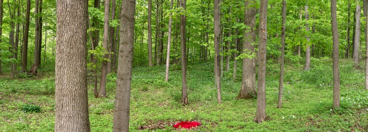 The Place Where I Come From_2015