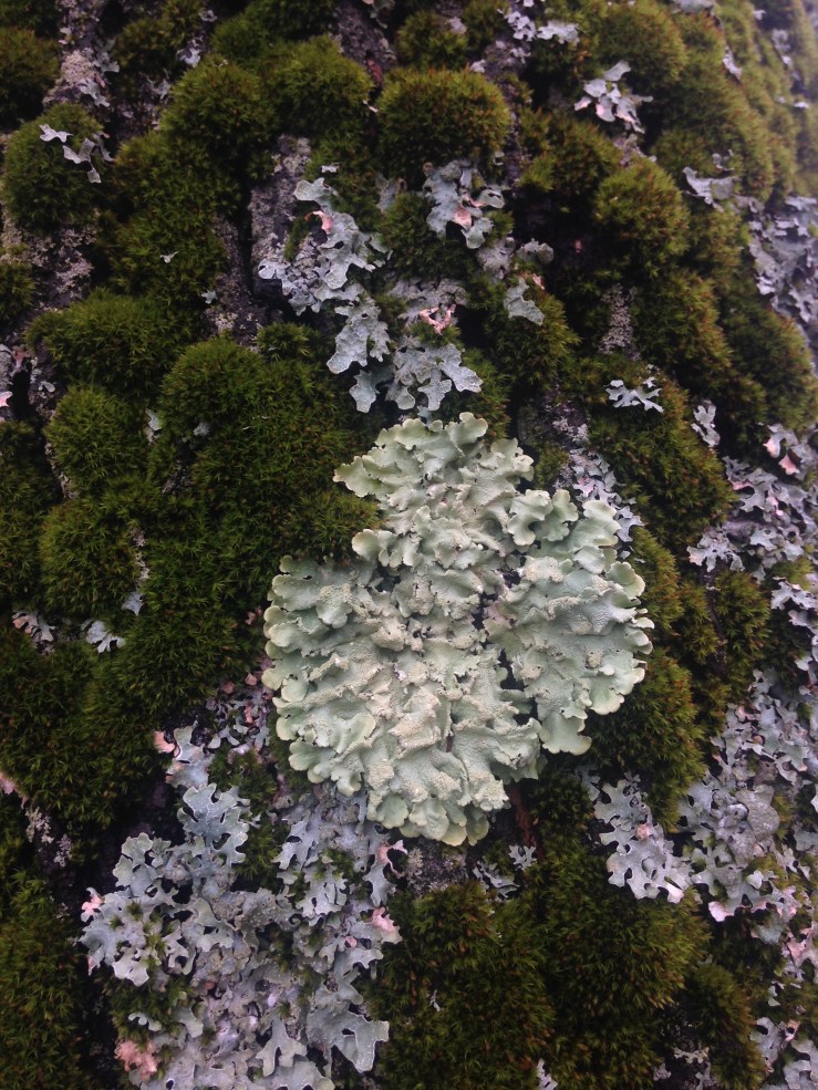 Lichen