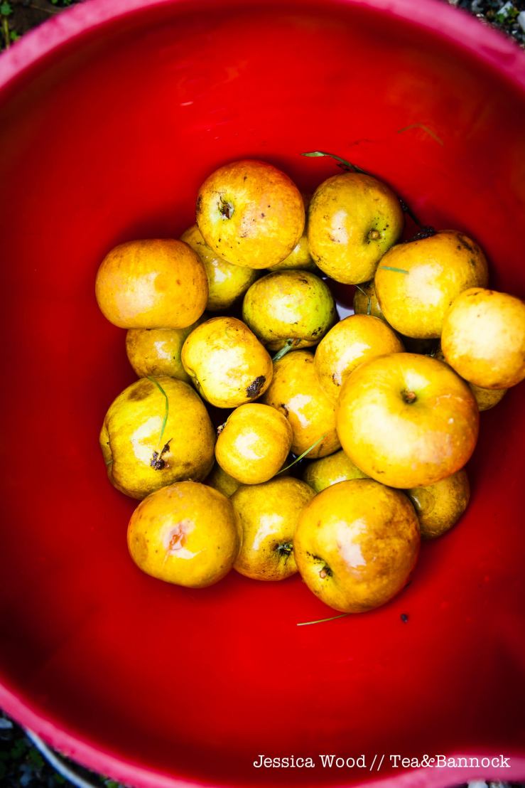 jessica-wood-apple-juice-press-tea-bannock-3