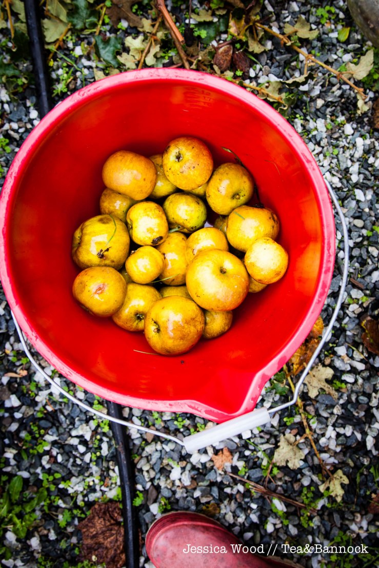 jessica-wood-apple-juice-press-tea-bannock-4